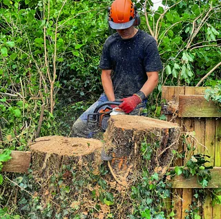 Cutting down tree